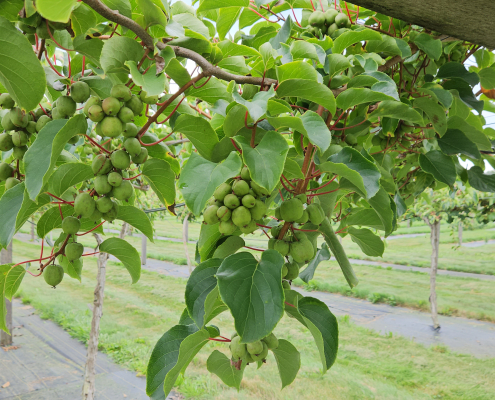 tree limb laden with green fruit