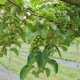 tree limb laden with green fruit