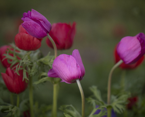 blooming pink and red flowers against a blurred background