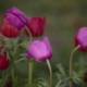 blooming pink and red flowers against a blurred background
