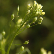 close-up of yellow-flowered plant