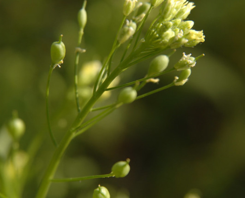 close-up of yellow-flowered plant