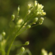 close-up of yellow-flowered plant