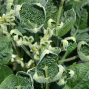 curling, damaged soybean leaves