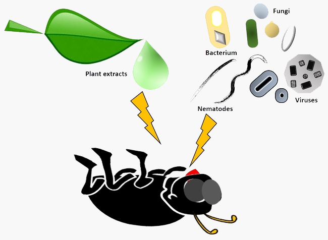 image of dead beetle