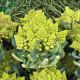 Romanesco broccoli with green beans in background