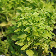 bush basil plant