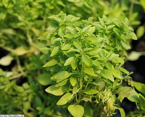 bush basil plant