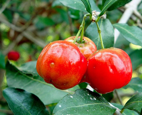 three red fruits hanging in front of green leaves on a plant