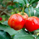three red fruits hanging in front of green leaves on a plant
