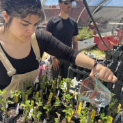 A person waters plant seedlings inside a hoophouse.