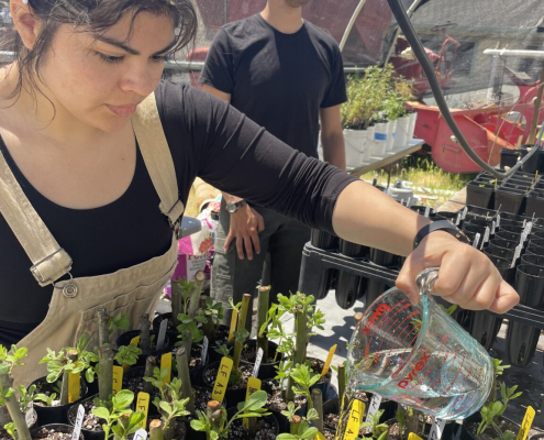 A person waters plant seedlings inside a hoophouse.