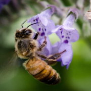 Close-up of a honeybee perched on a purple flower.