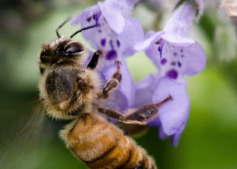 Close-up of a honeybee perched on a purple flower.