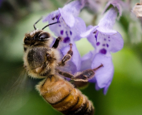 Close-up of a honeybee perched on a purple flower.