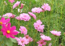 Light and dark pink cosmos in the field.
