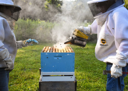 Two people in bee suits on either side of an open Langstroth beehive, one of them adding smoke to the hive.