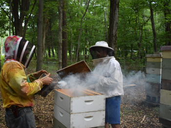Two people stand on either side of a Langstroth beehive, one of them holding the lid while the other applies smoke to the hive.