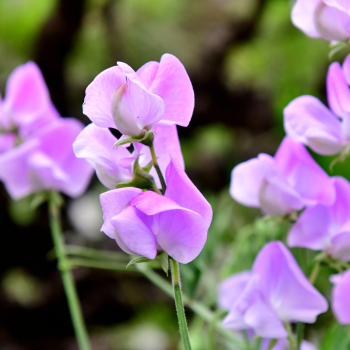 Close-up photo of lavender-colored sweet pea blossoms.