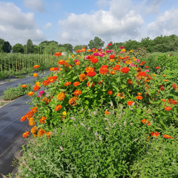 Large row of orange zinnias growing on a farm.