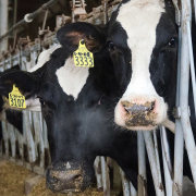holstien dairy cattle with ear tags stand in head catch