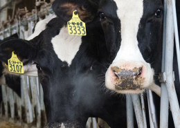 holstien dairy cattle with ear tags stand in head catch