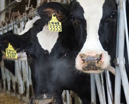 holstien dairy cattle with ear tags stand in head catch
