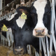 holstien dairy cattle with ear tags stand in head catch