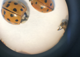 magnified lady beetles against a white background