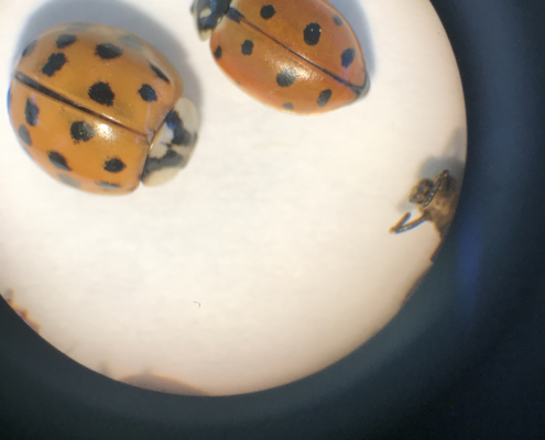 magnified lady beetles against a white background