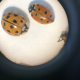 magnified lady beetles against a white background