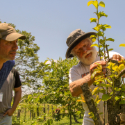 person demonstrates grafting a fruit tree to onlookers