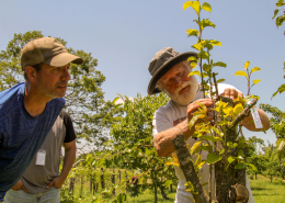 person demonstrates grafting a fruit tree to onlookers