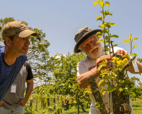person demonstrates grafting a fruit tree to onlookers