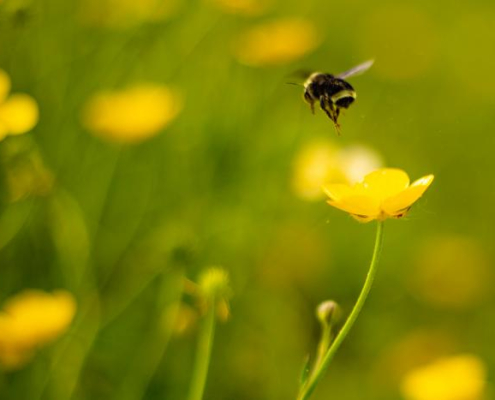 bumblebee flying above yellow flower against a blurred background of foliage and flowers