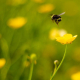 bumblebee flying above yellow flower against a blurred background of foliage and flowers