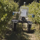 a robot moves among rows of grapevines