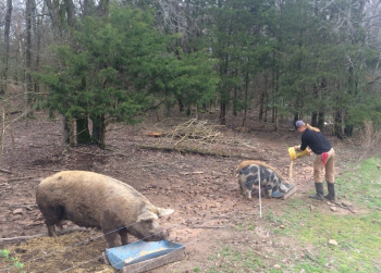 One pig eats from a blue trough in the foreground, and a farmer pours feed to two more pigs in a second trough in the midground, with a forest in the background. 