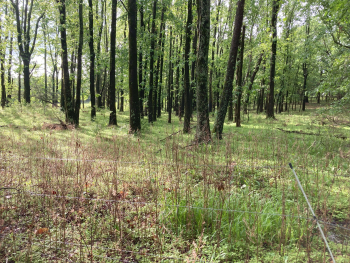 Electric fence in the foreground in front of a grassy forest floor. 