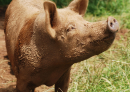 A reddish-brown pig stands with face to the sun, almost seeming to be smiling.