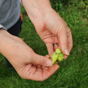 Hands holding plant parts