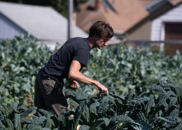 Person leaning over row of kale plants to touch leaves