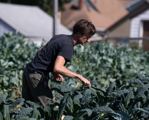 Person leaning over row of kale plants to touch leaves