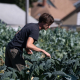 Person leaning over row of kale plants to touch leaves