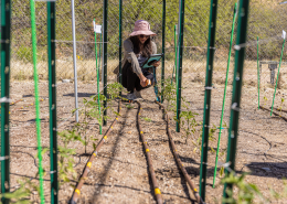 rows of plants, posts, and tubing, with a person crouched at the end holding monitoring equipment