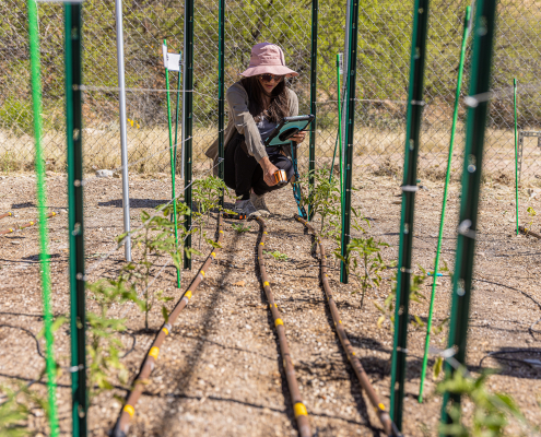 rows of plants, posts, and tubing, with a person crouched at the end holding monitoring equipment
