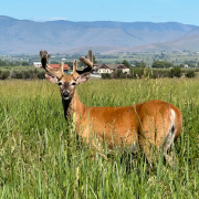 buck deer with antlers in velvet stands in pasture