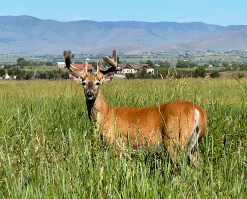 buck deer with antlers in velvet stands in pasture