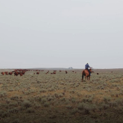 Cattle herd and cowboy on horseback on sagebrush rangeland under smoky sky.