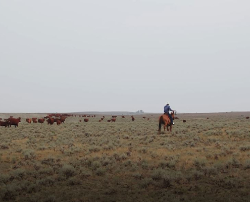 Cattle herd and cowboy on horseback on sagebrush rangeland under smoky sky.